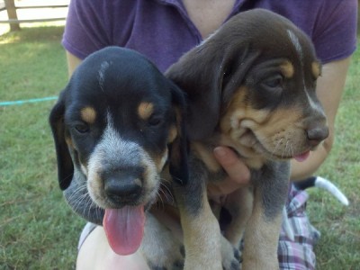 Front bluetick pups
