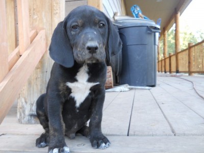 Lilly Puppies 005 (Copy).JPG