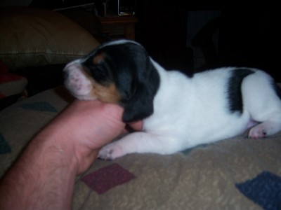 this just one of the pups im keeping