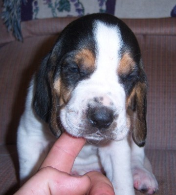 roberts male puppy.JPG (142.29 KiB) Viewed 4014 times and this little guy is what i got out of it