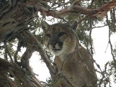 this is #1 lion from split tree