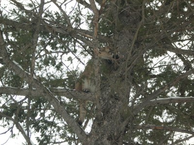 this is # 2 lion from split tree