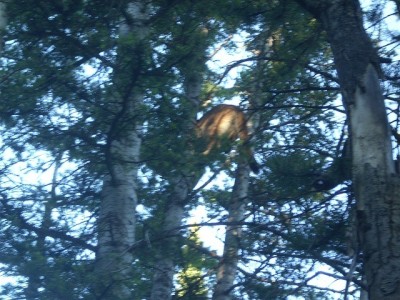 this is a tom we caught in vernal while bear hunting thought we rigged a bear until we got to the tree