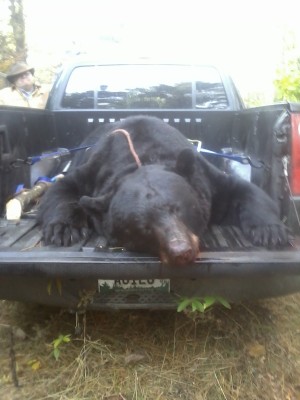 Bear on tailgate.jpg