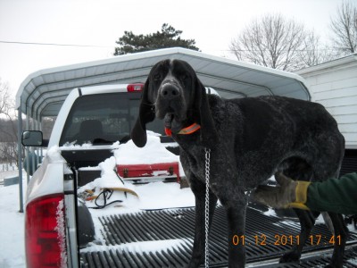 lornes new bluetick.jpg