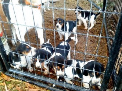 Denney's Idaho Toes - last litter