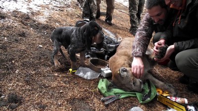Bud Castle Cougar Project Nov. 2011.jpg