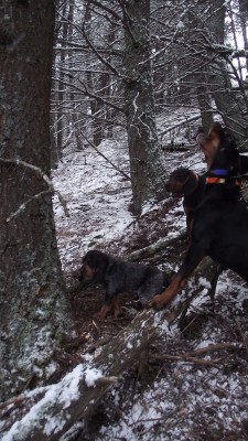 Bud at his first  tree Nov 12 2011.jpg