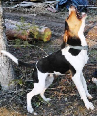 Cash was sold at 8 weeks old and was treeing on his first bear at 9 months old in ID.