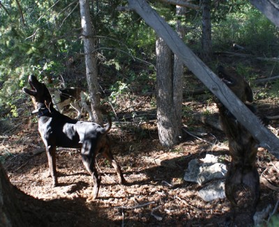 Tank - Nacho - Jersey