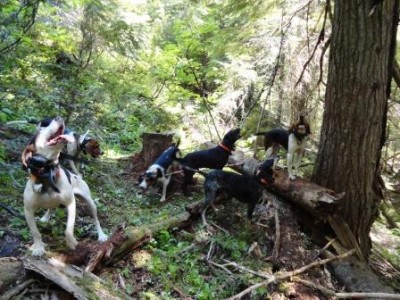 bear july 6th dogs.JPG