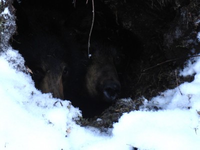 Sow and a Cub in their winter den.<br />Taken today.