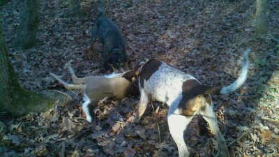 hercules with bluetick mom.jpg