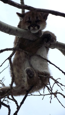 's kitten Nov.13 2011.jpg