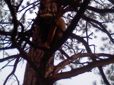 Captured iph 00366.jpg