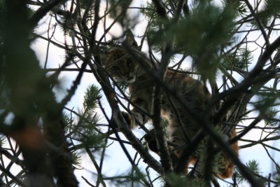 Aug 1st young tom bobcat