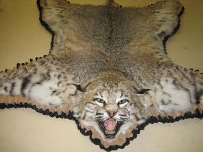 bobcat ruf.png