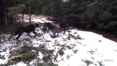 wolf and hounds Jan.8 2012.jpg