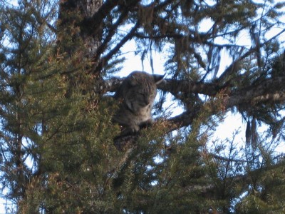 The big one from yesterday.