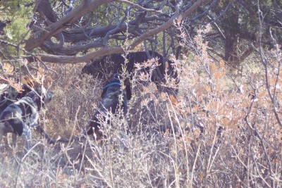 Feb 15 09 pig 003.JPG