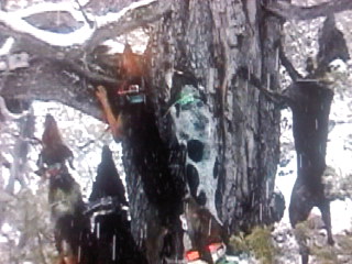 She is hi tan in middle