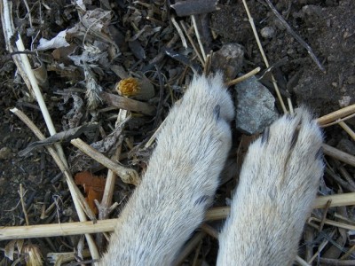 Greyfox feet.JPG