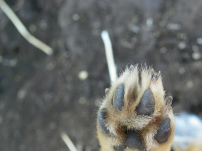 Greyfox toes.JPG