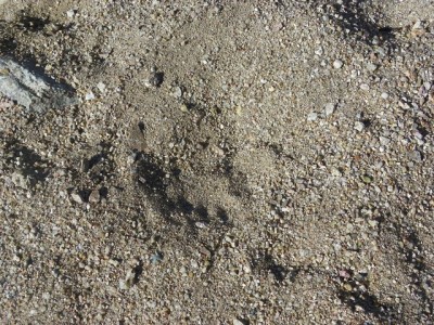 Lion track showing the three bumps on back of pad.JPG