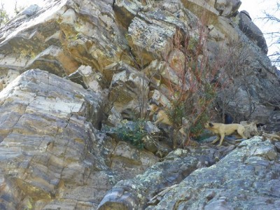 Rose and Buster barking at lion.JPG