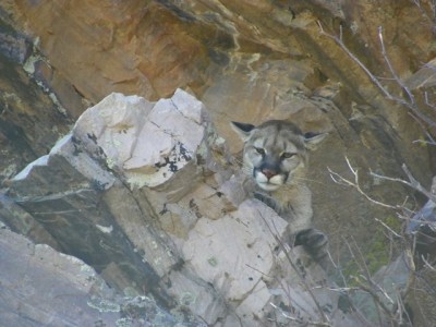 Lion peeking over edge at me and the dogs 60 feet below..JPG