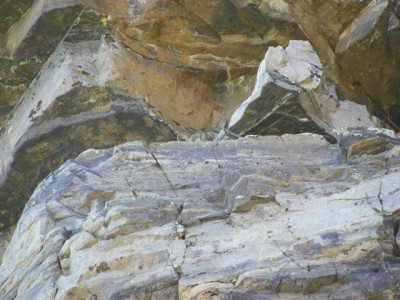 Just the top of head visible, napping.JPG