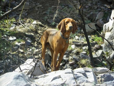 Red posing for me in the sun.JPG