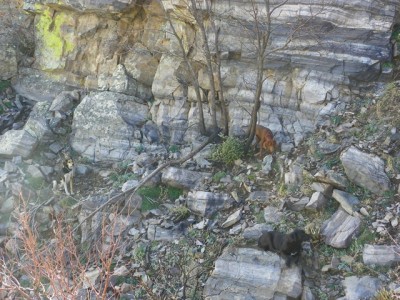 Jake, Ace and Buddy resting below the lion at base of cliff.JPG