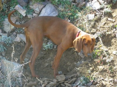 Ace digging a place to lay down.JPG