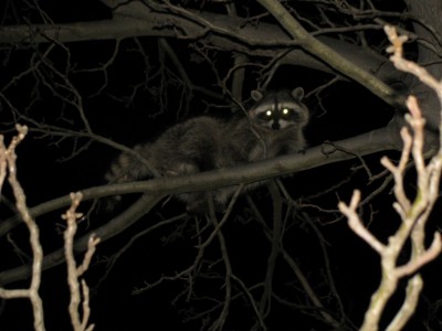 coontree1 (Copy).JPG