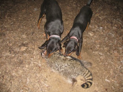 dogsncoon1 (Copy).JPG