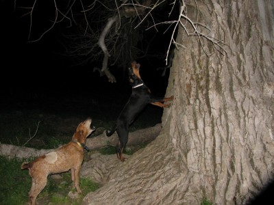 bigcotton3 (Copy).JPG