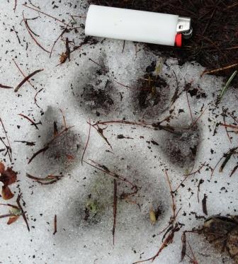 wolf track 1.JPG