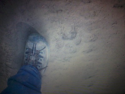 Size 11.5 boot next to a southern Wa. state wolf track.