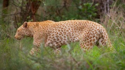 strawberry leopard (Copy).jpg