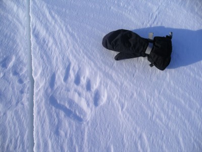 Polar Bear Track.jpg