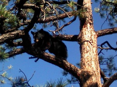 Captured 2009-8-21 00002.jpg