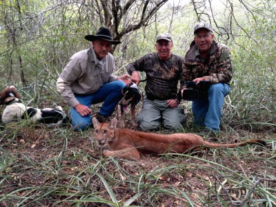 averaze female puma from Chaco area of Paraguay