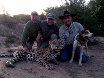 male jaguar with a neck circumference of 24"....!!!!!