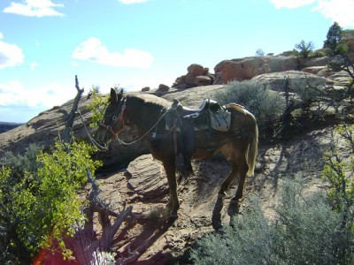 deer huntmontana 033 (Copy).jpg