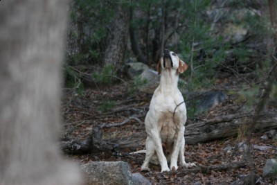 This was Sam's last tree