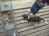 Daves pups 5.jpg
