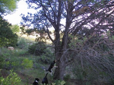 Jake on tree lion sept 10.jpg