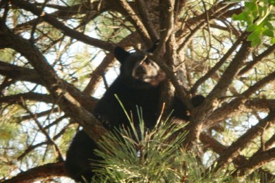 Bear Treed Web.JPG