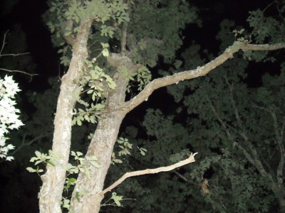 Bear Training 2012 008 edited.jpg